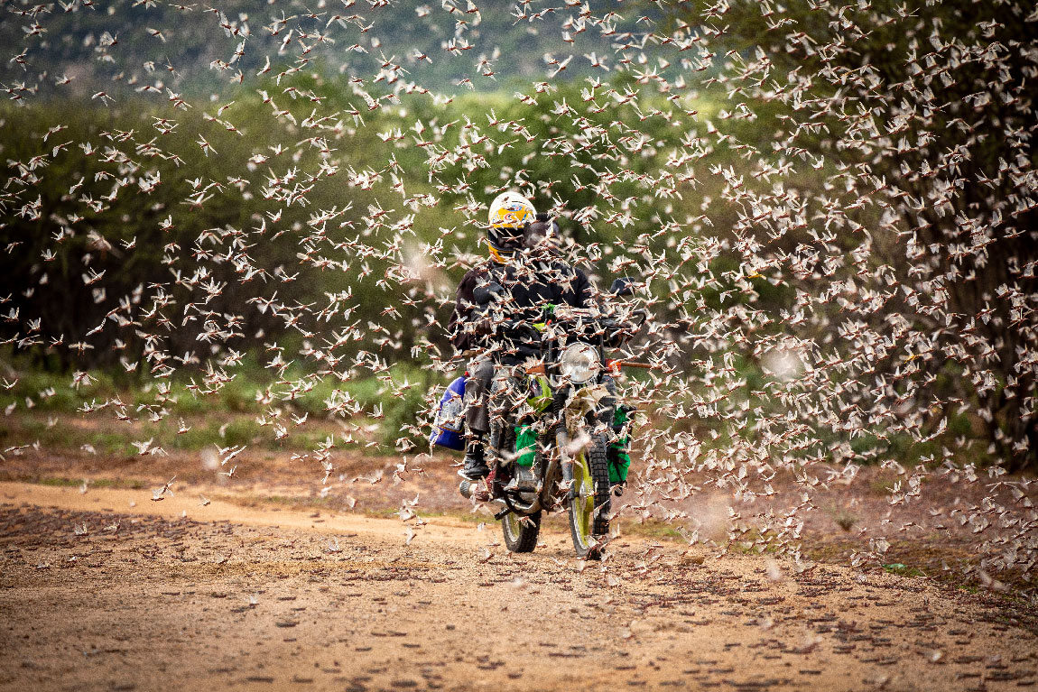 A motorcyclist rides through a swarm of desert locusts in Kipsing, near Oldonyiro, in Isiolo county, Kenya
