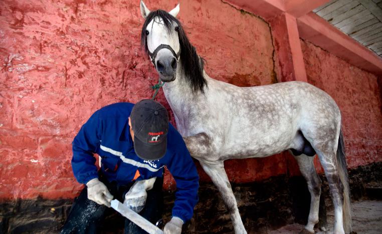 Algerian farrier Meddah Larbi installs a horseshoe onto a horse.
