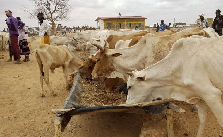 Ethiopian pastoralists feed their cattle.