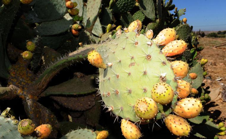 Photo taken on August 6, 2011 shows a prickly pear or barbary fig tree in the Moroccan region of Skhour Rhamna region near Marrakech.