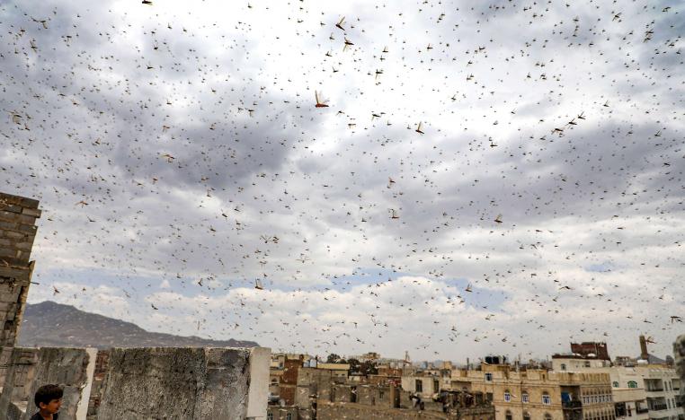 Locusts swarm the sky over the Huthi rebel-held Yemeni capital Sanaa