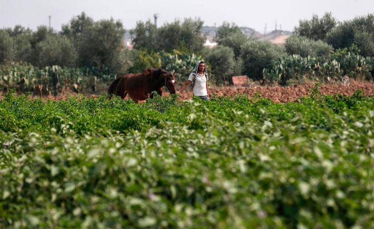 A Palestinian farmer works at a field next to the border fence with Israel (background), east of Gaza City, on October 16, 2019