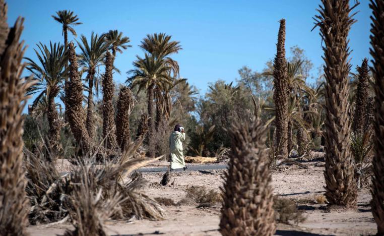A woman walks between dead palm trees in Morocco's oasis of Skoura
