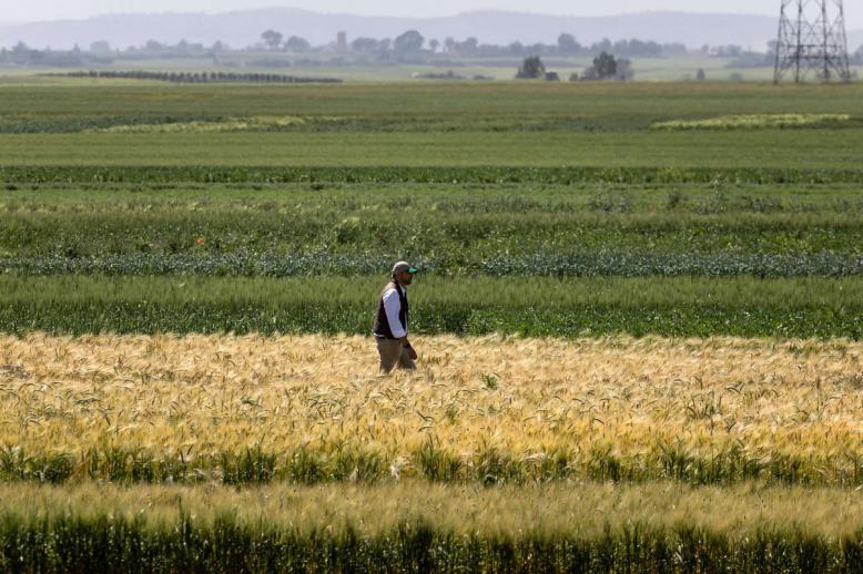 حقول مرشوش تقدم صورة مناقضة تماما لواقع جفاف أضر بالزراعة المغربية