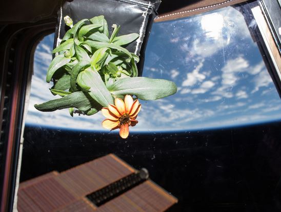 زراعة خضار في الفضاء