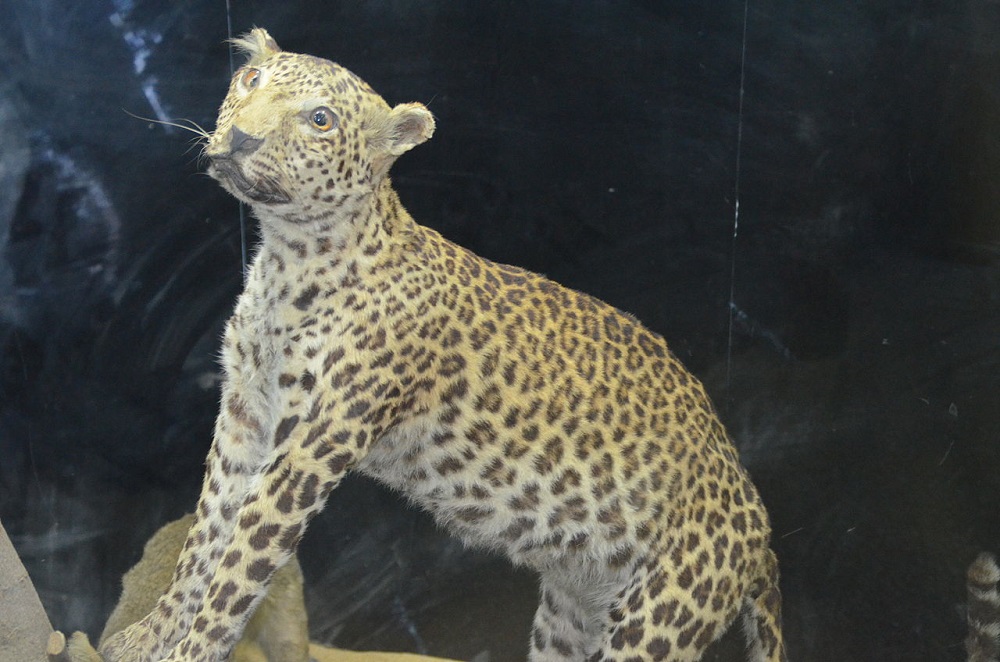 محنطات حيوانية نادرة في متحف بالقاهرة