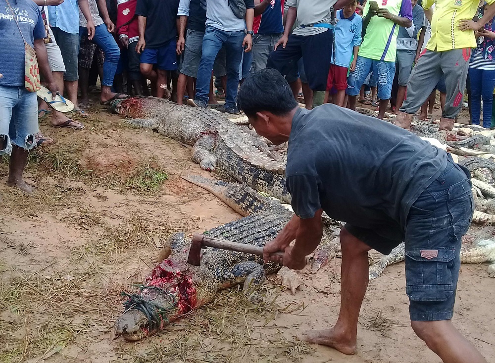 مذبحة ثأرية توقع حوالي 300 تمساح في إندونيسيا