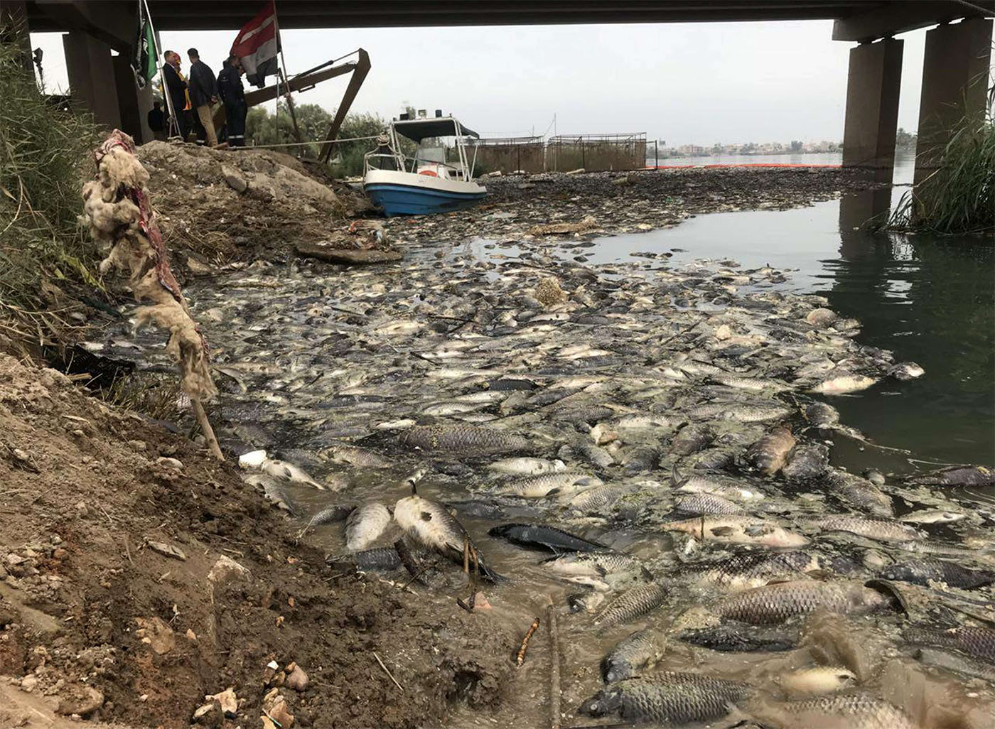 Dead carp float in the Euphrates river