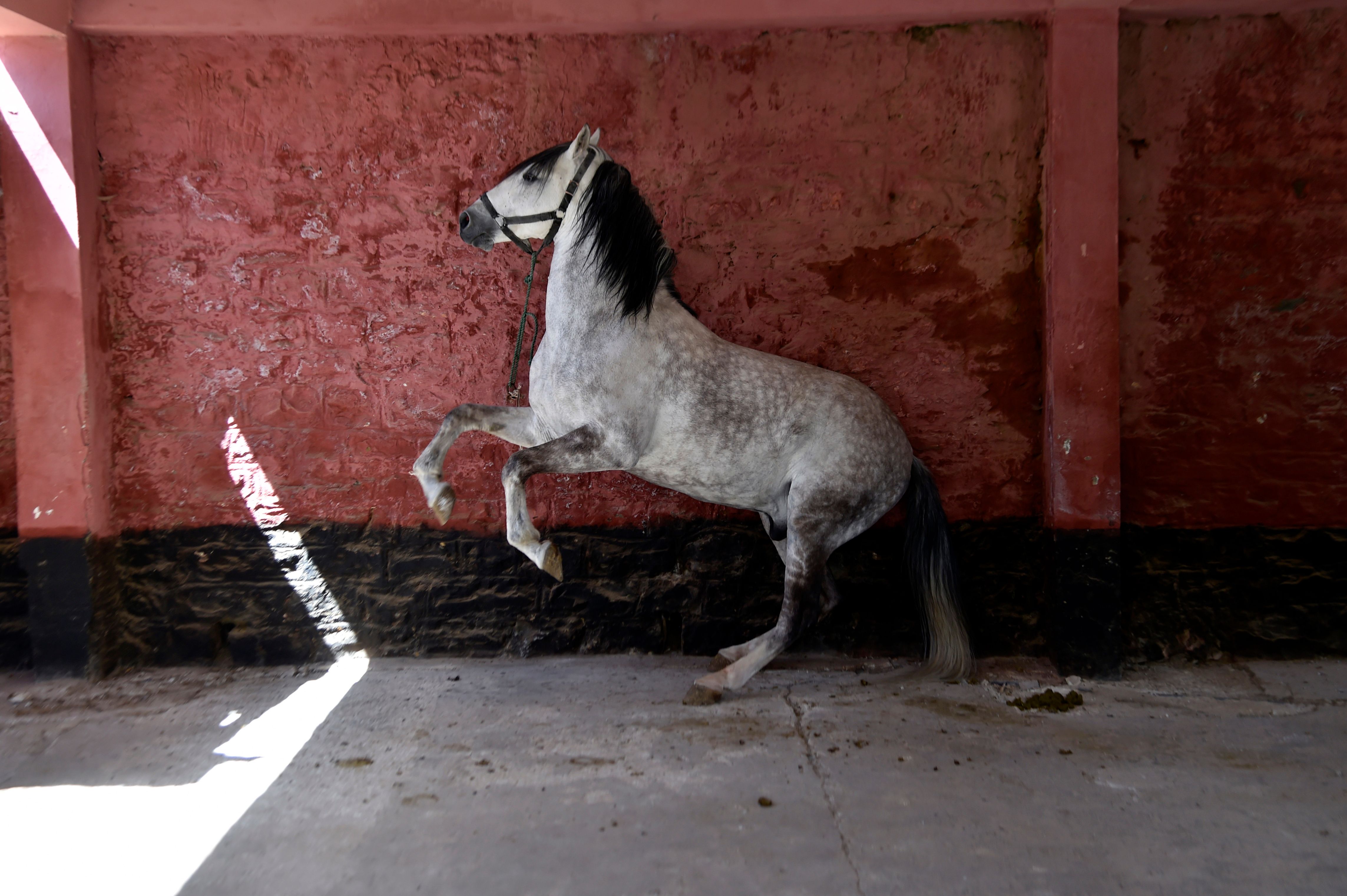 A horse waits for horseshoes to be installed.