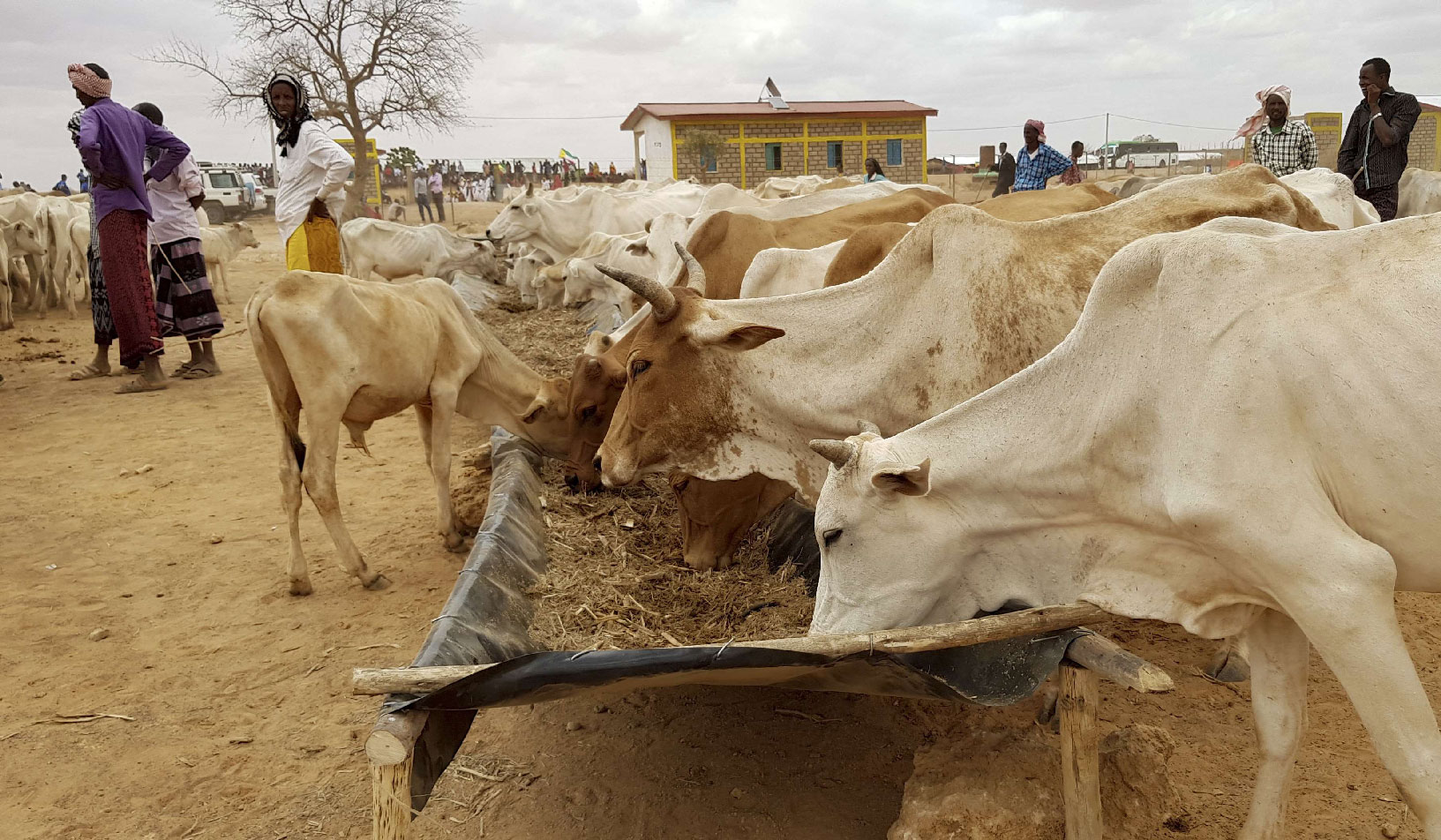Ethiopian pastoralists feed their cattle.