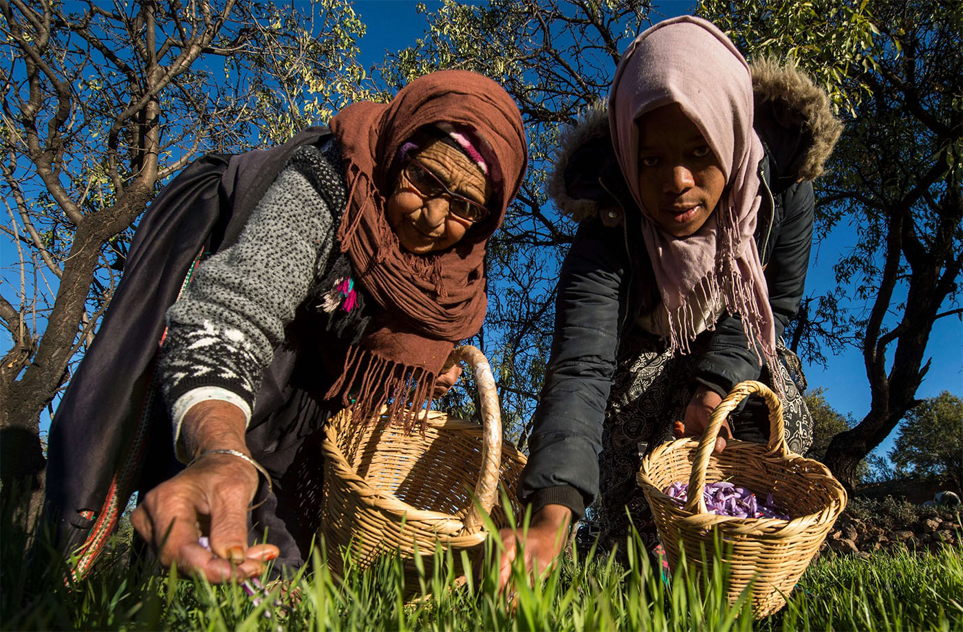 Female labourers pick saffron flowers in Taliouine
