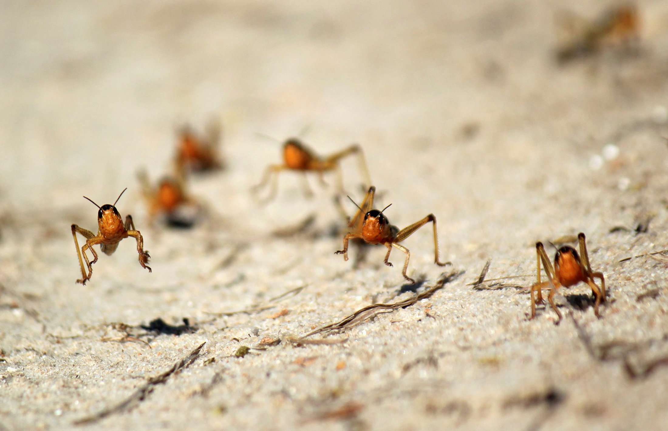 Locusts are seen in the Menabe region of western Madagascar, March 29, 2013.