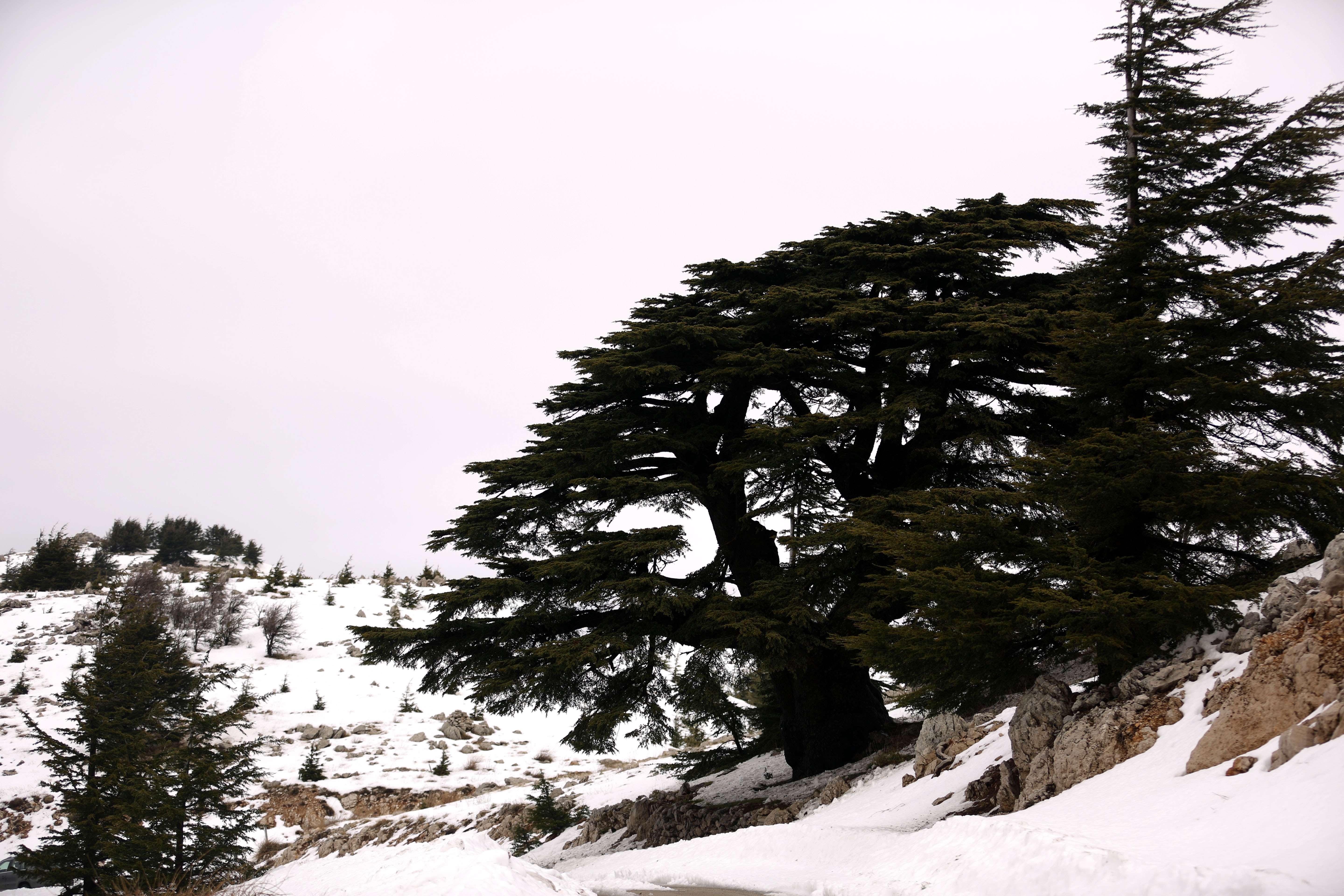 أرز لبنان