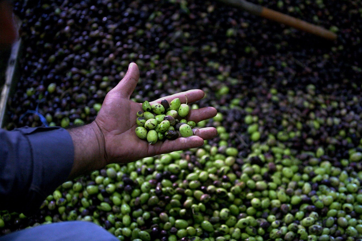 زيتون يتم فرزه وتنظيفه في معصرة الزيتون في قرية قباطية بالقرب من مدينة جنين بالضفة الغربية
