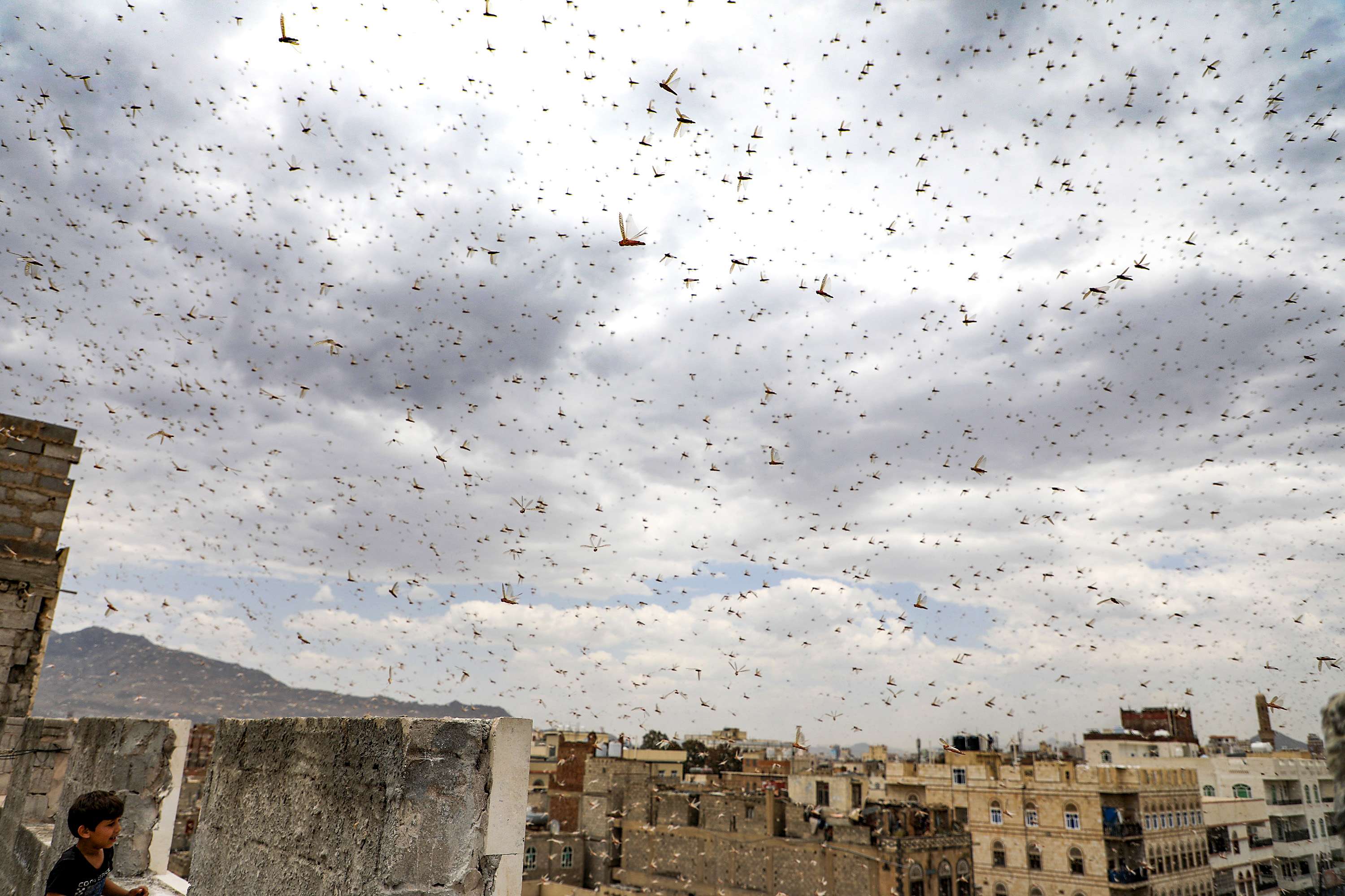 Locusts swarm the sky over the Huthi rebel-held Yemeni capital Sanaa