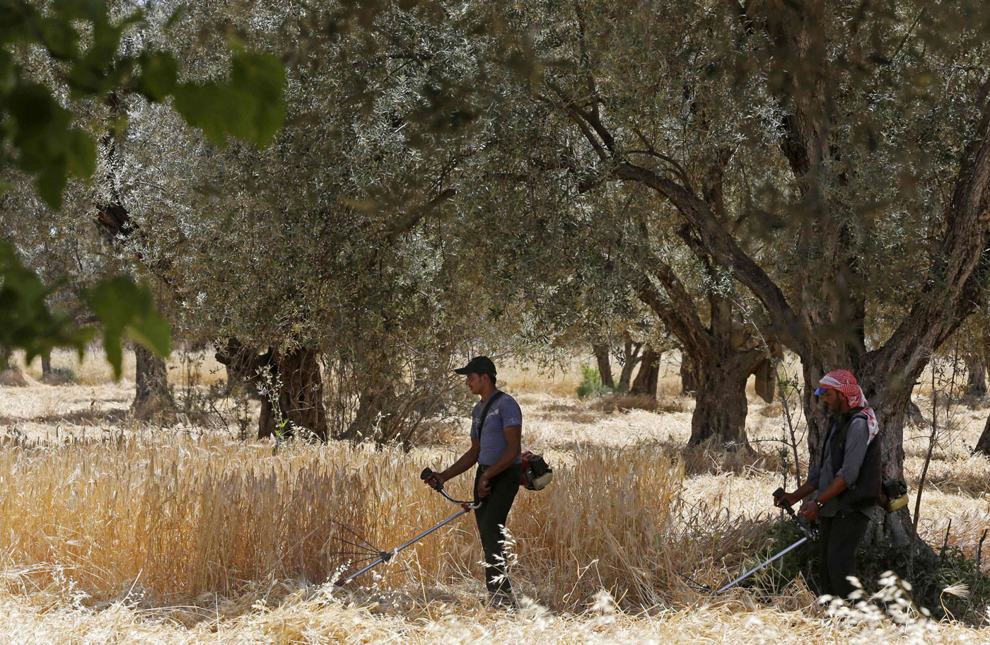 Farmers harvest a wheat field in Deir al-Asafir in Syria's southwestern region of Eastern Ghouta