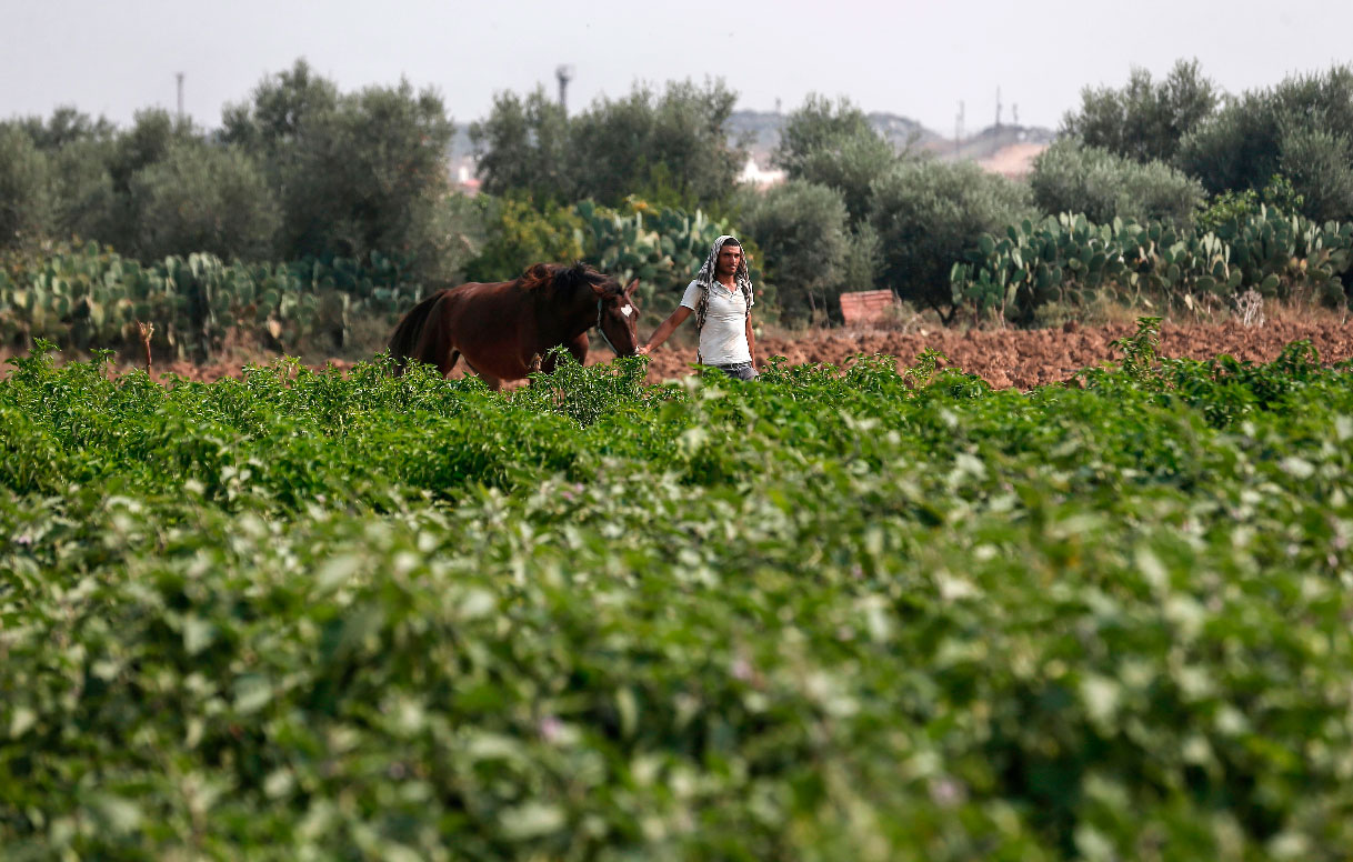 A Palestinian farmer works at a field next to the border fence with Israel (background), east of Gaza City, on October 16, 2019