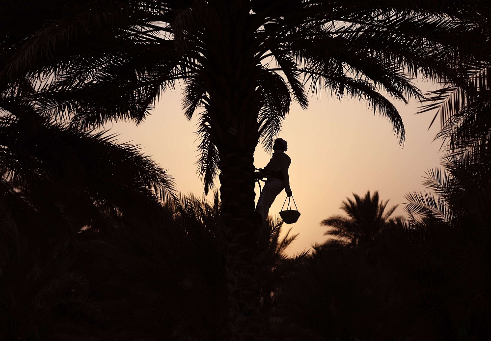 النخيل