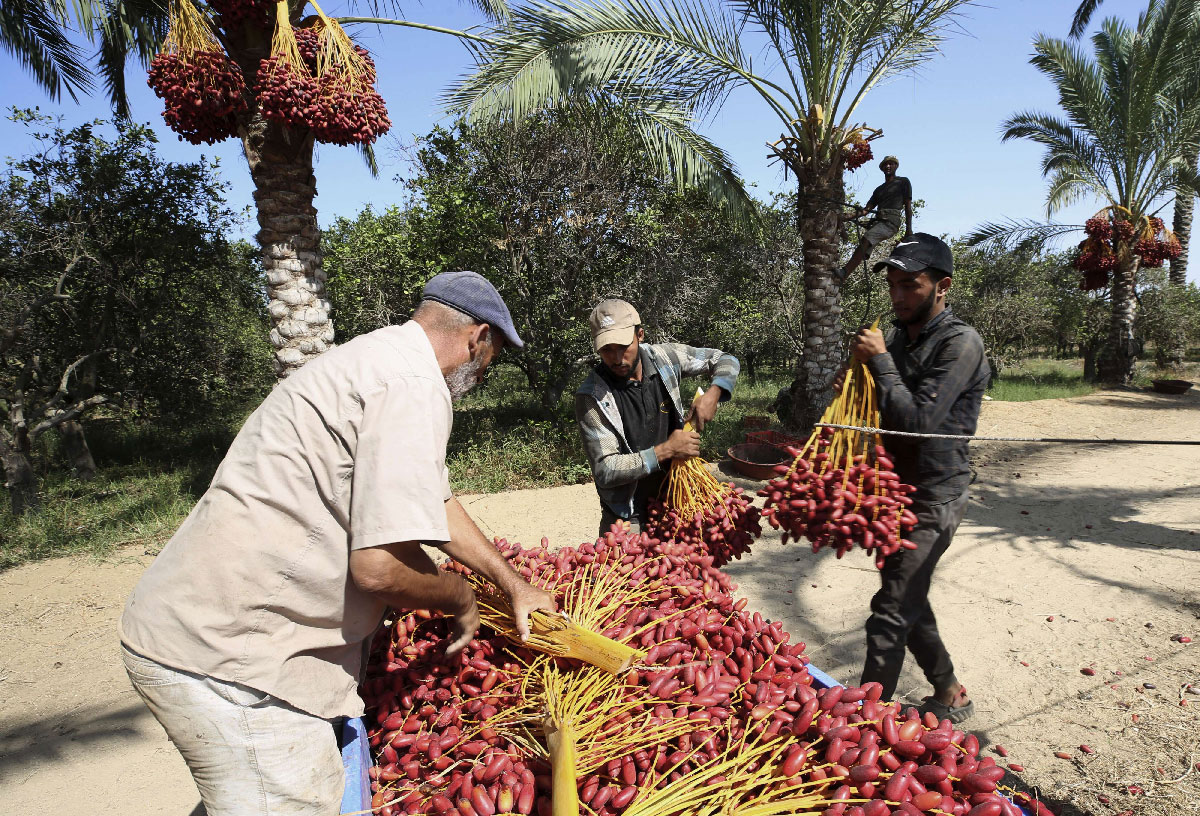 Farm workers collect dates during the harvest at a farm in Deir el-Balah, central Gaza Strip