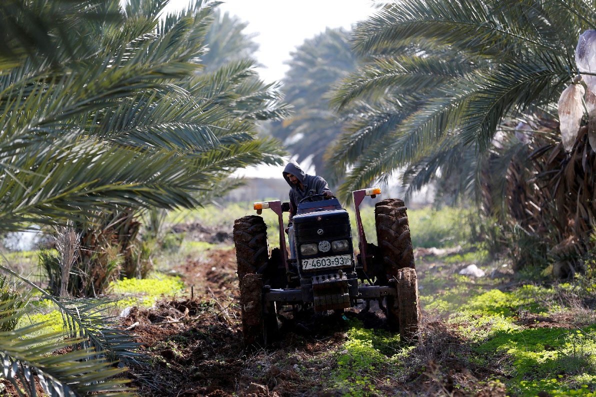 A Palestinian man uses a tractor to plow a field in the village of Al-Jiftlik near Jericho
