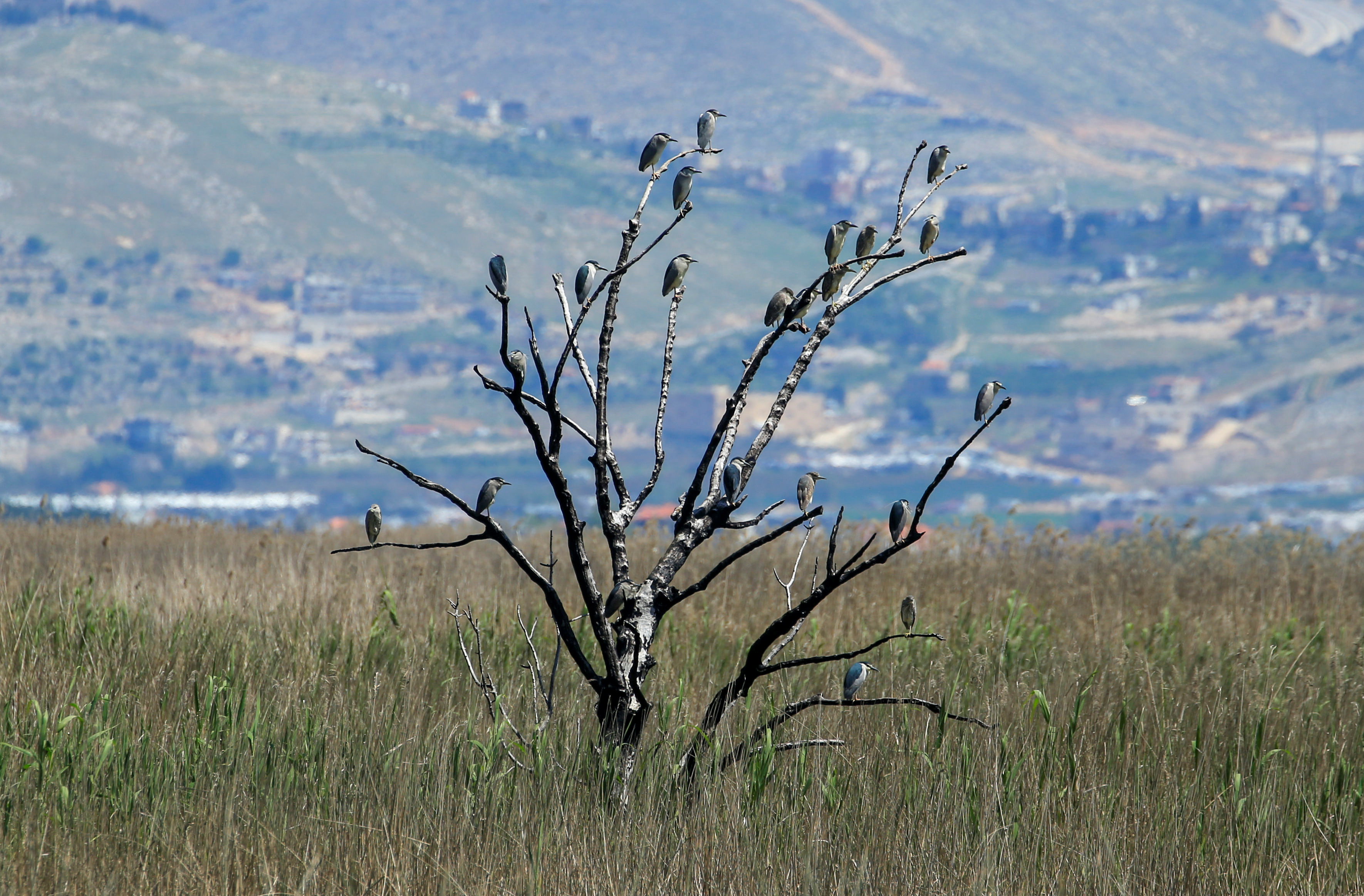 Black-crowned night herons (Nycticorax nycticorax)