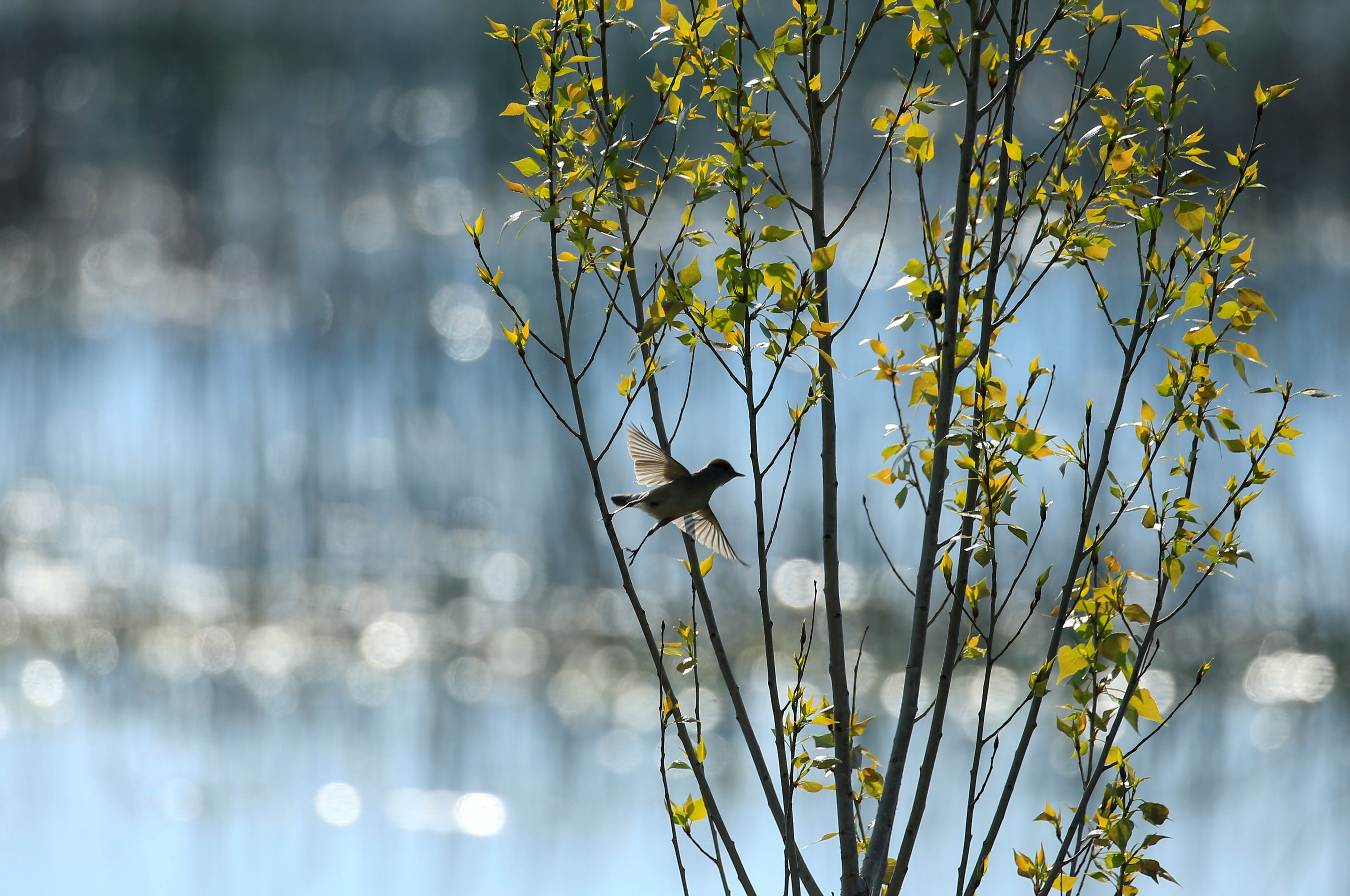 A bird flies in Ammiq Wetland, in Lebanon's eastern Bekaa valley