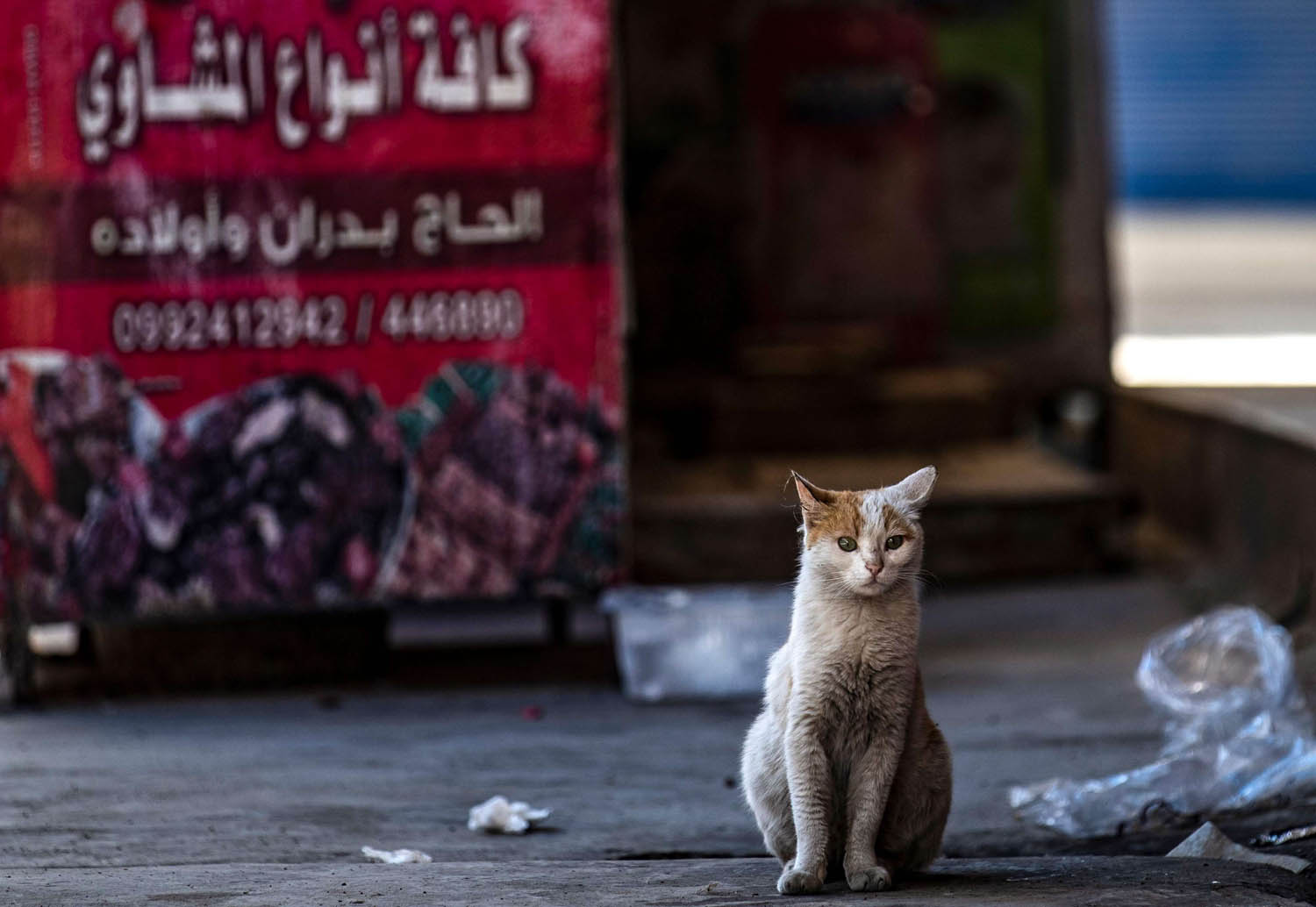 قط في شارع فارغ في القامشلي