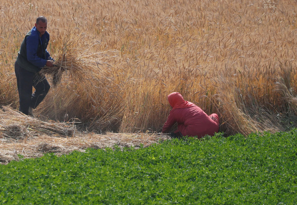 Farmers harvest wheat at a village near Banha along the agricultural road which leads to the capital city of Cairo