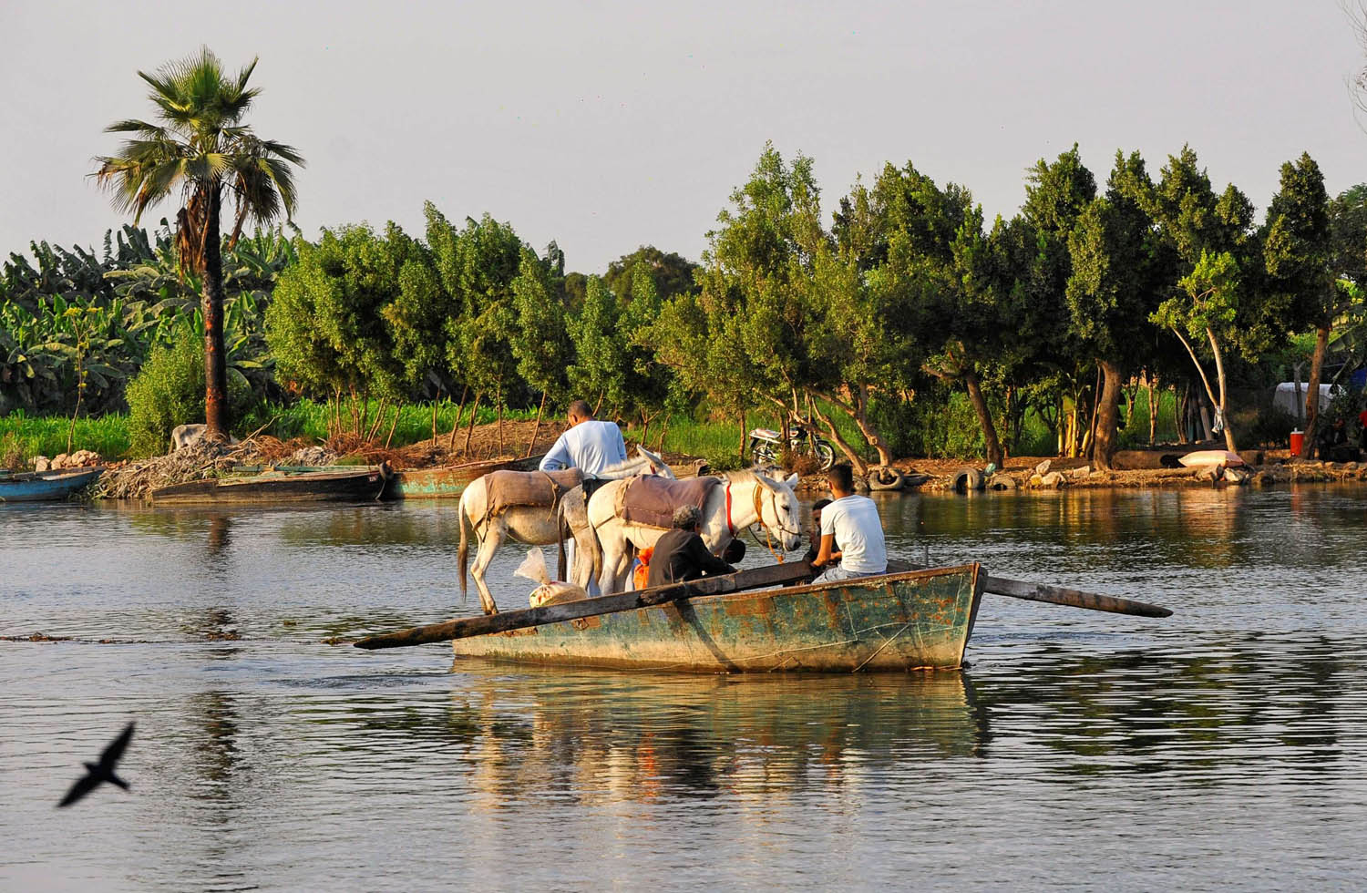 زورق ينقل حميرا عبر النيل