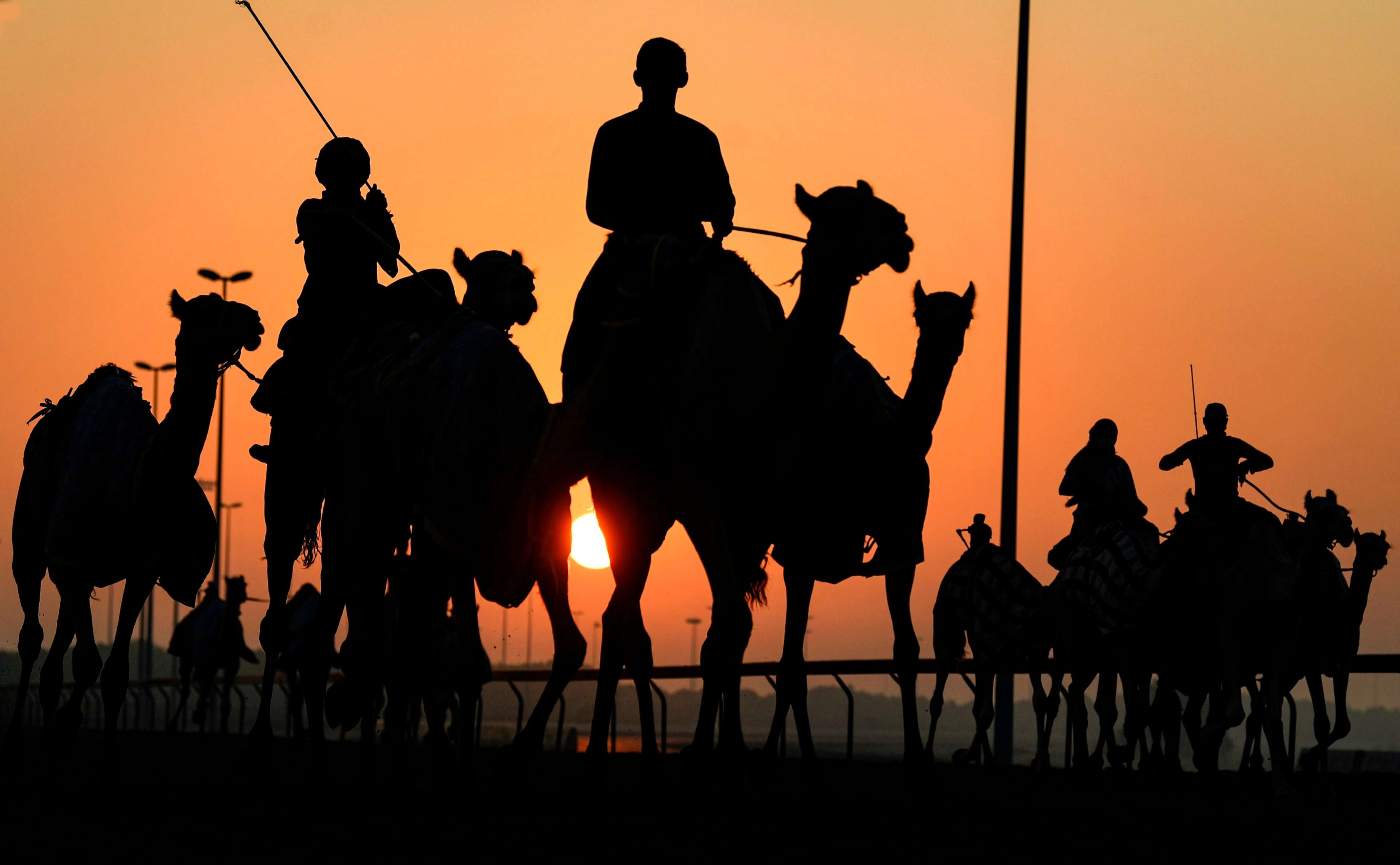 سباق الهجن في قرية المرموم التراثية بدبي في الإمارات في ايلول 2020