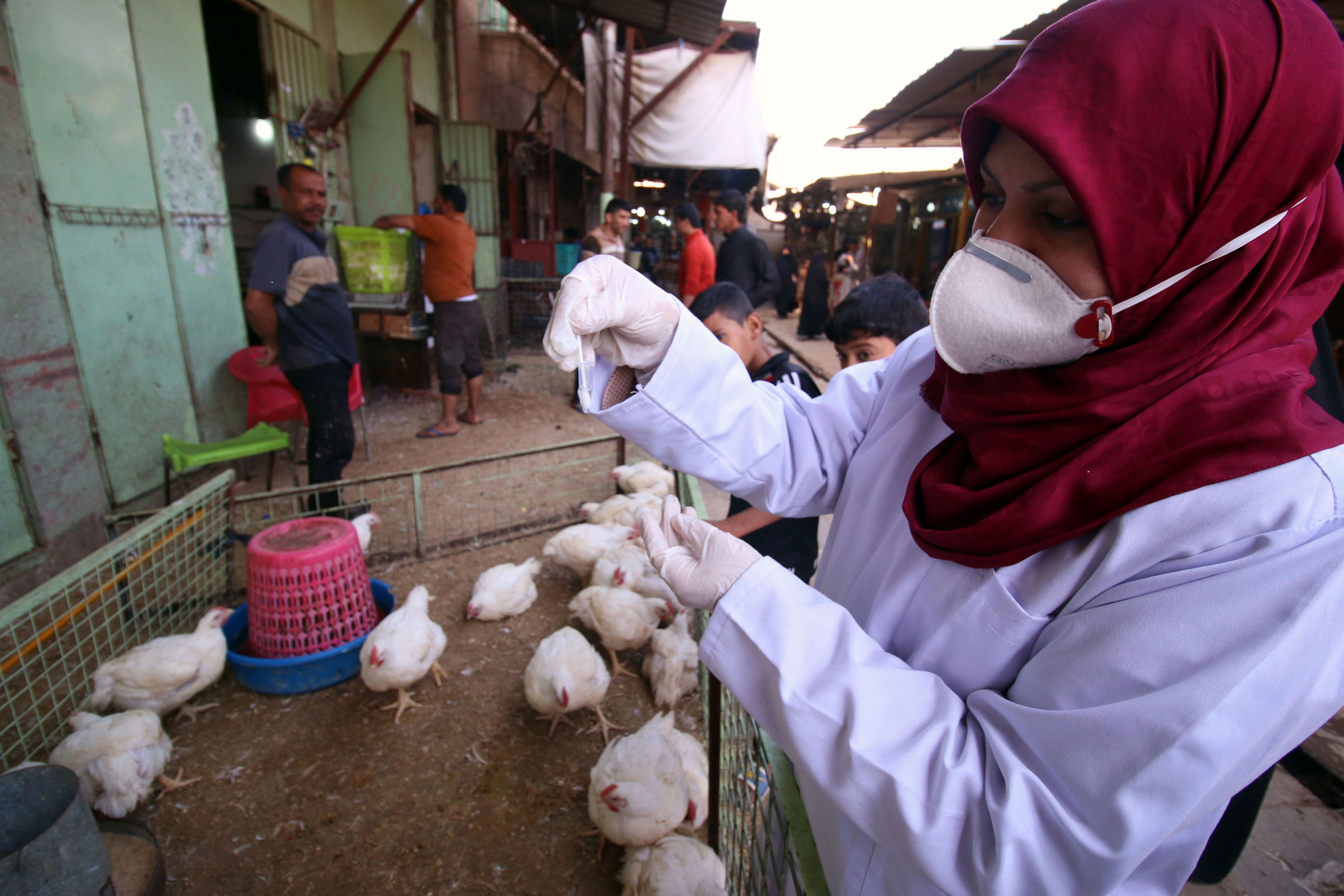 طيور