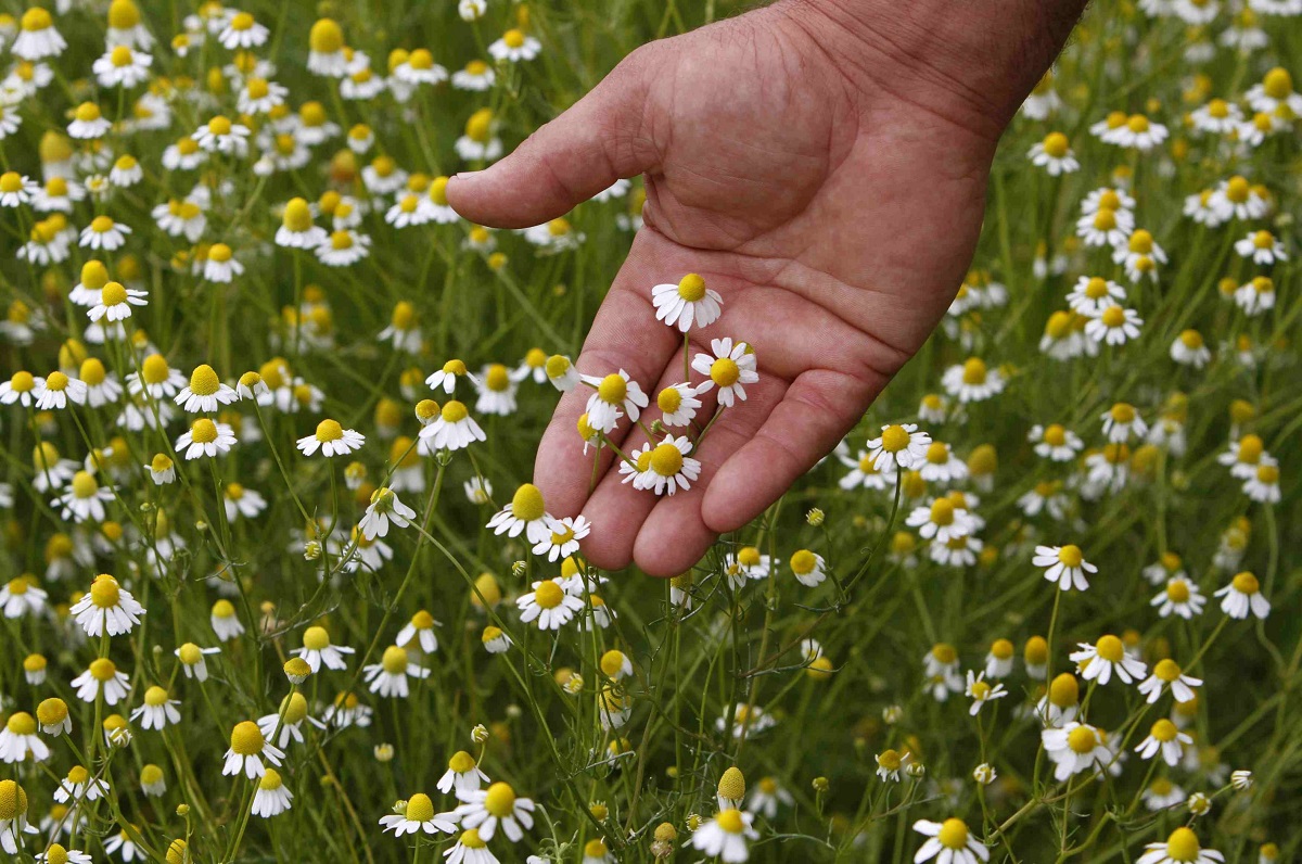 زهور البابونج