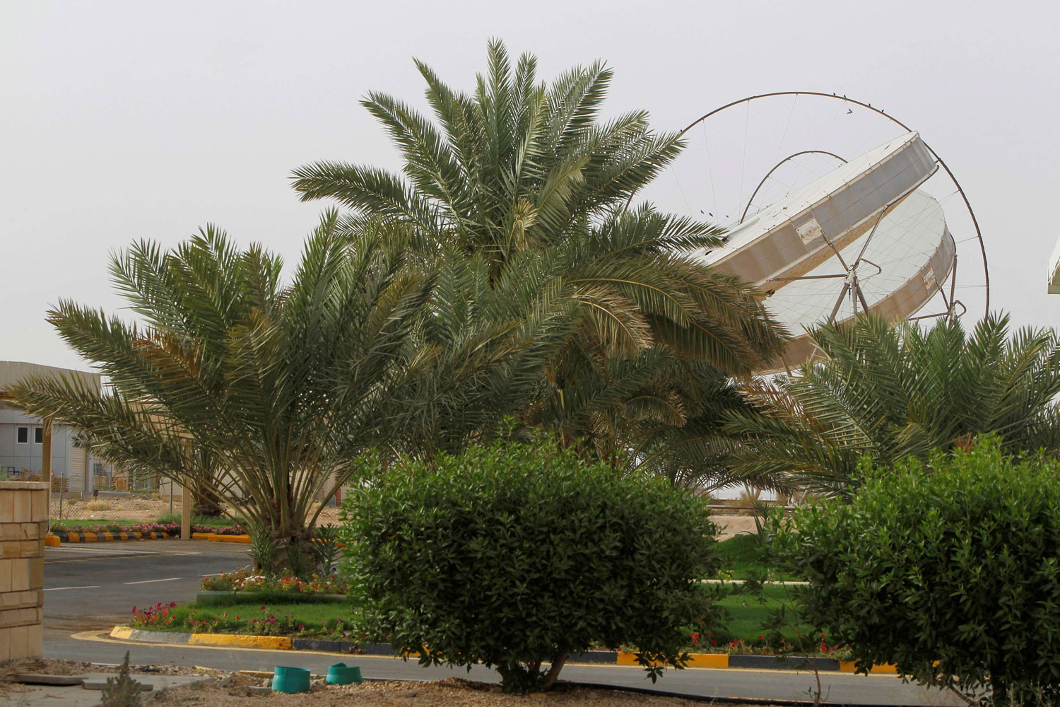 التشجير في السعودية