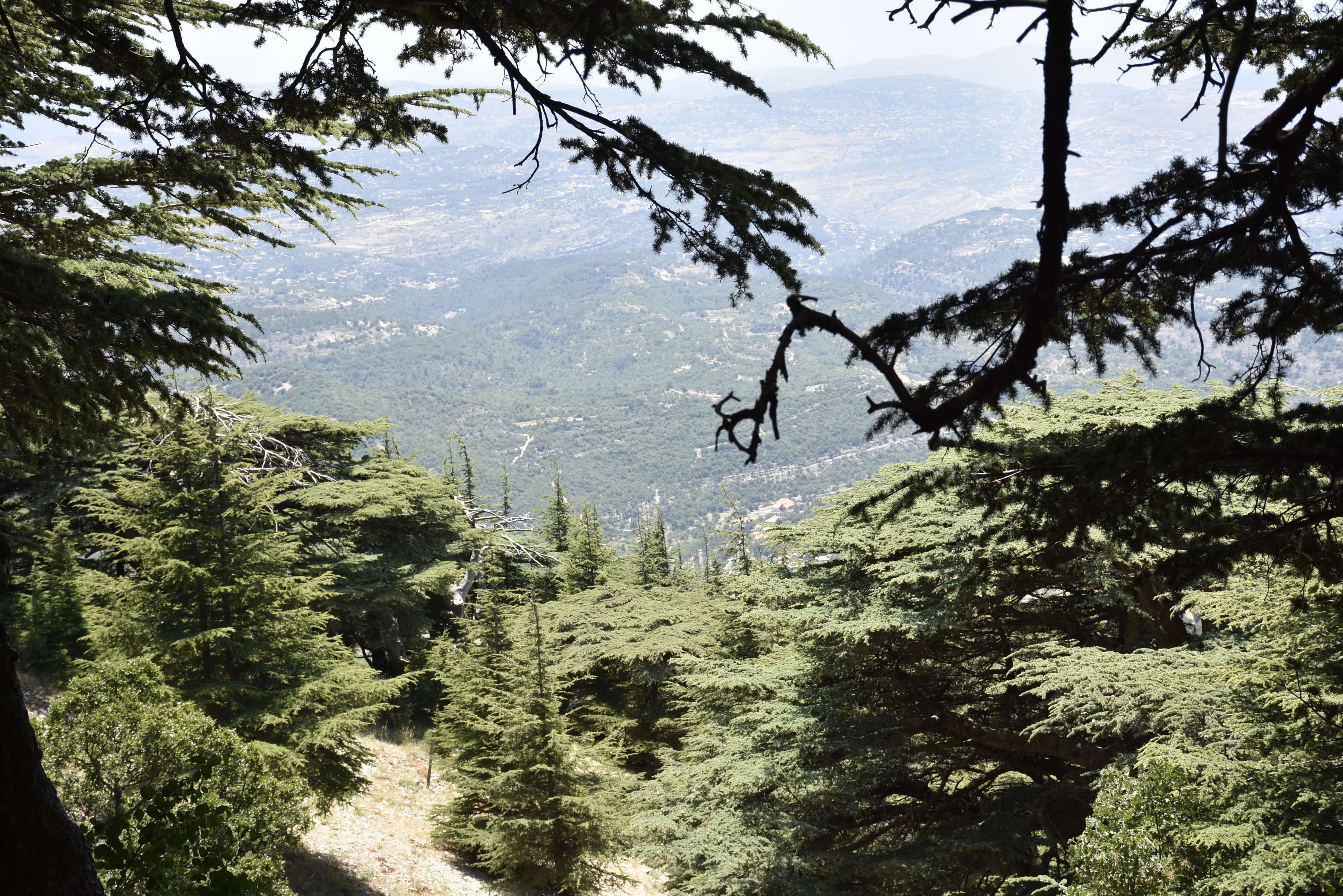 أرز لبنان