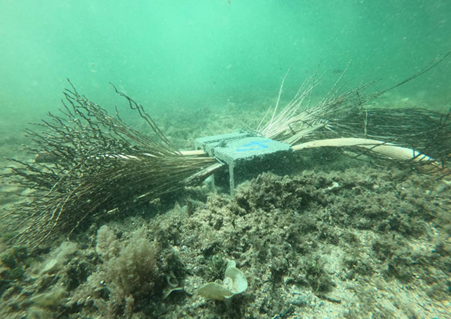 Sea urchins and other creatures using the artificial reefs 