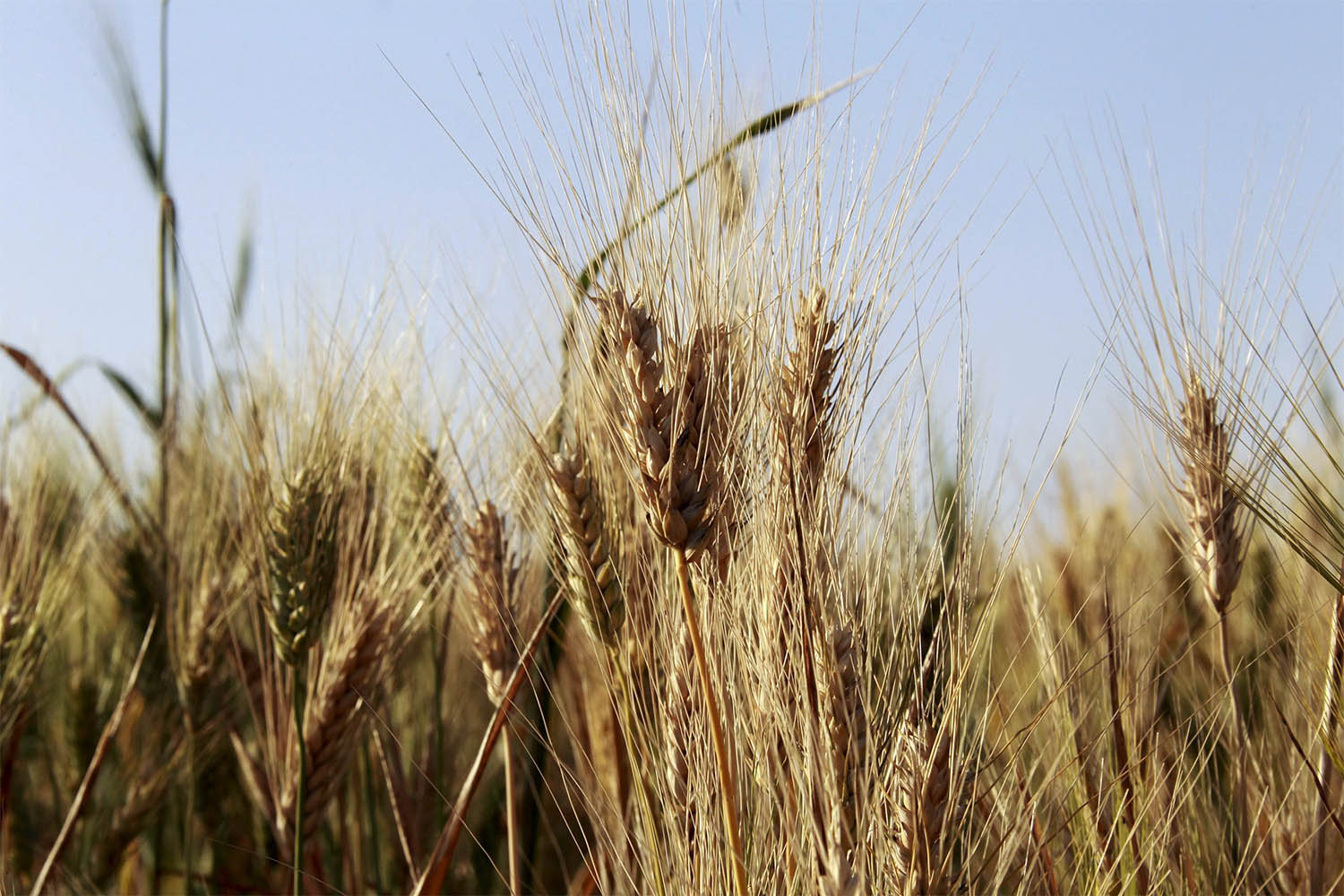 Lebanon is in talks with other countries to provide wheat