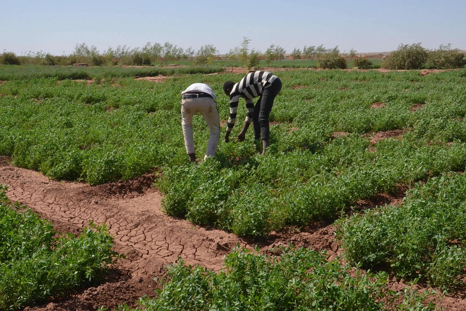 الزراعة
