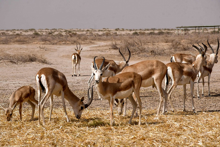 غزلان الريم