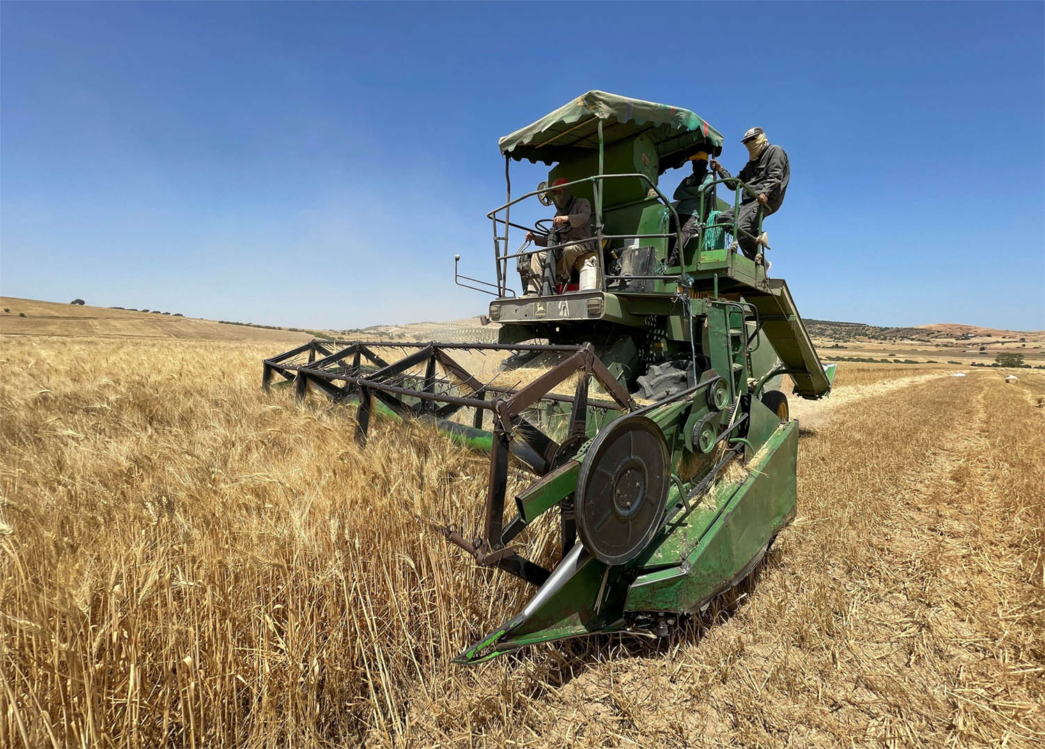 Some farmers are harvesting grain early, accepting smaller crops for fear of losing all their 2022 production to fires