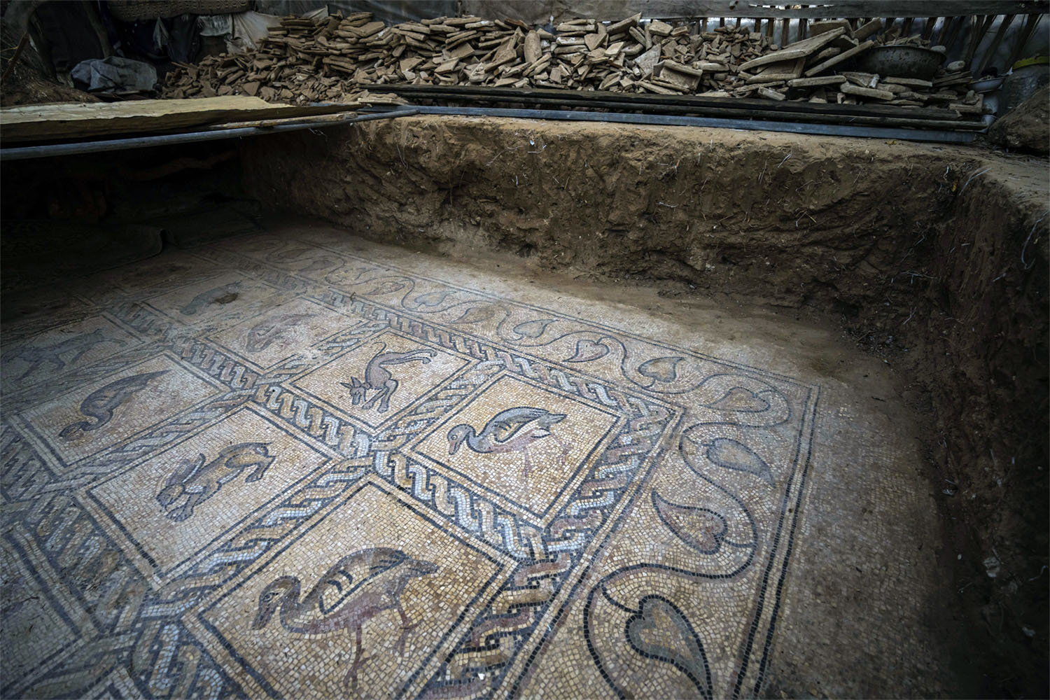 The patch of land holding the mosaic is about 500 square meters