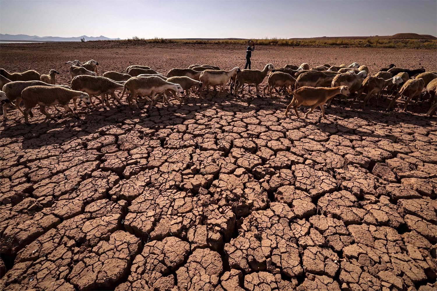 Rain-dependent Morocco is facing it worst drought in at least four decades