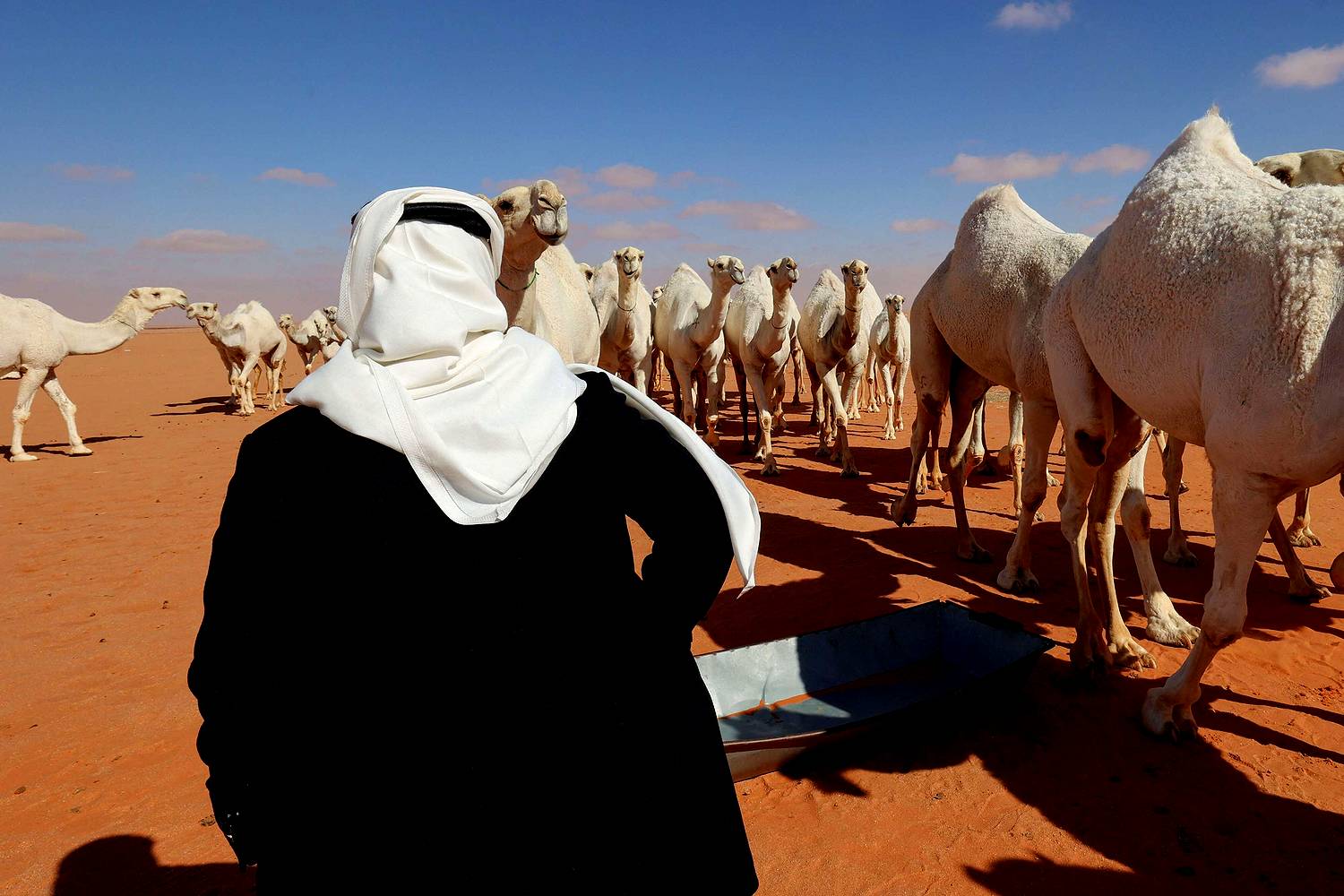 الإبل تبادلني المشاعر