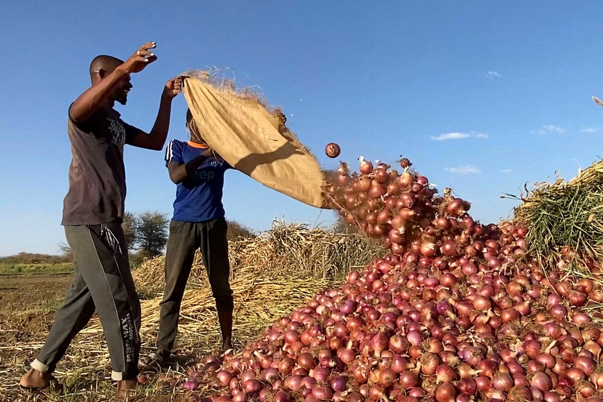 السعودية من اكثر الدول الخليجية اسثمارا في السودان في ميدان الزراعة