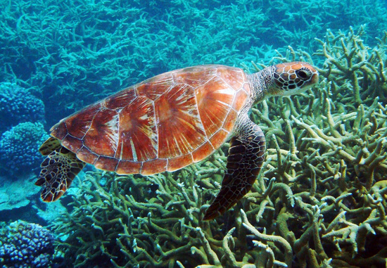 السلحفاة الخضراء تسبح على الشعاب المرجانية © Kydd Pollock - NOAA