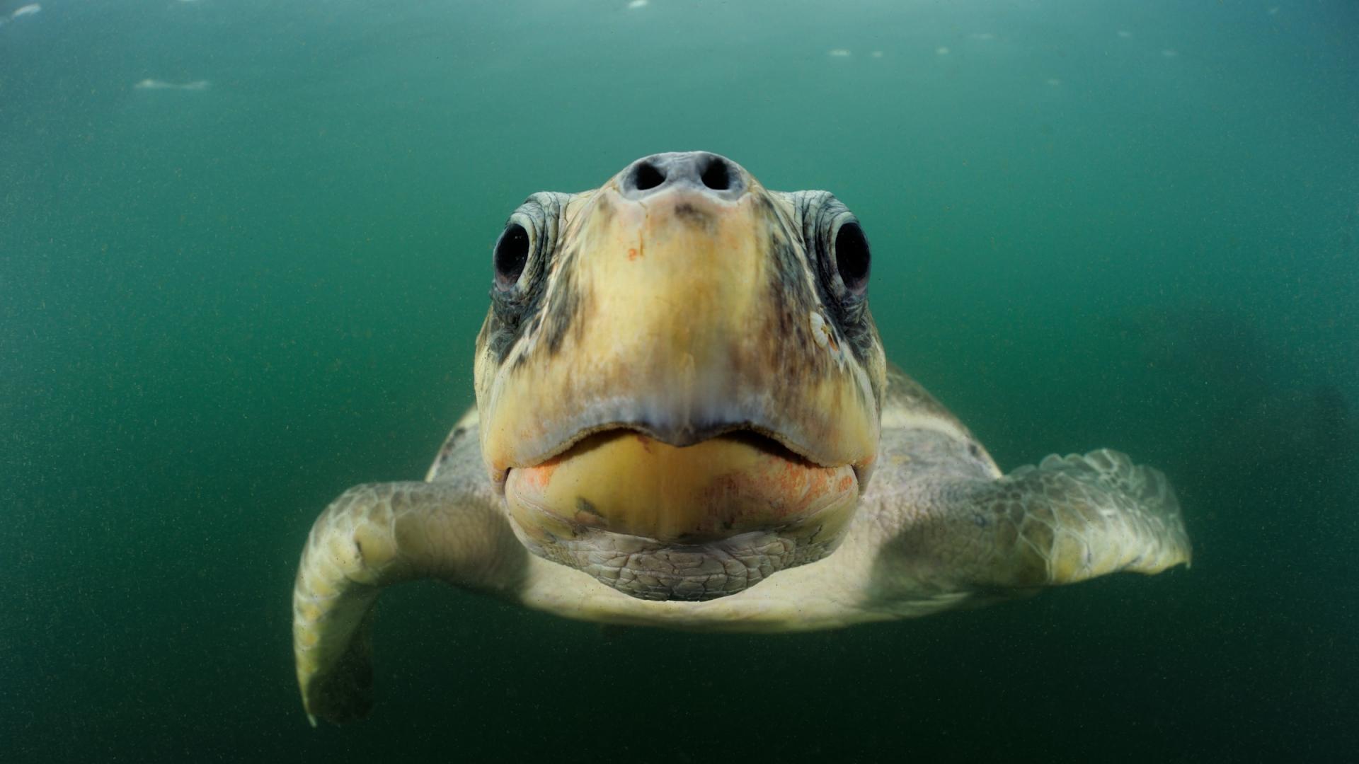 السلحفاة البحرية ضخمة الرأس  (Caouanne © NOAA) 