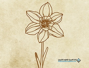  'مواقد نرجسيّة'
