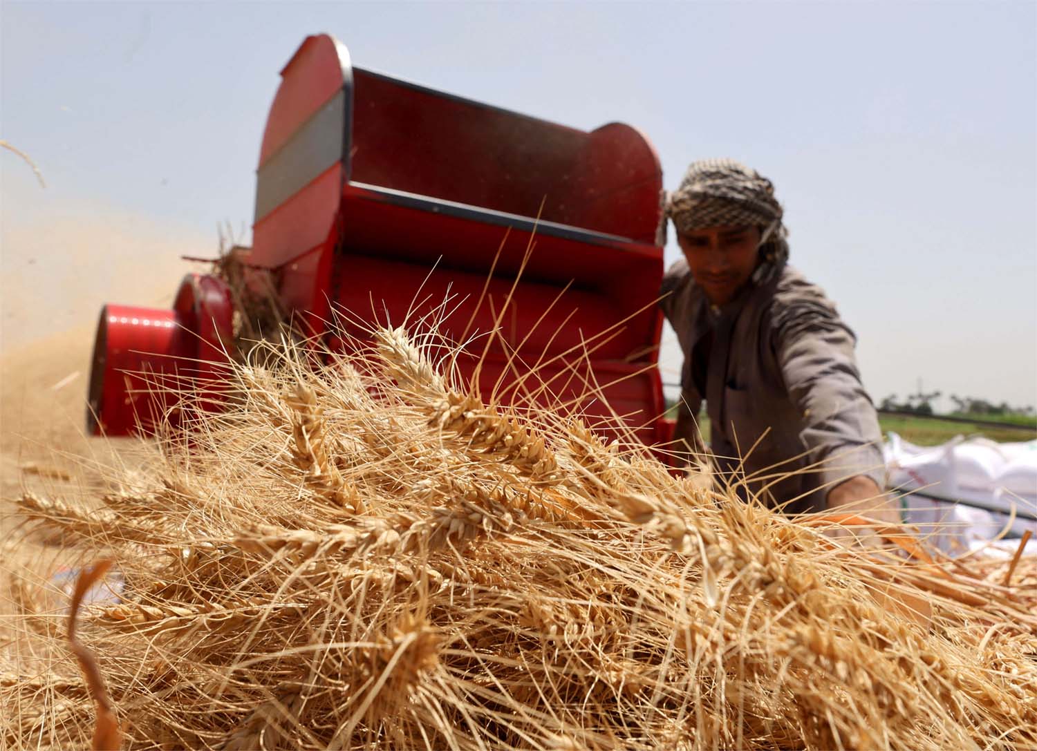 A farmer carries a bundle of wheat, after harvesting it from a field in Al Qalyubia Governorate, Egypt