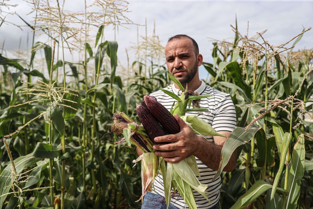 محمد أبوزيادة