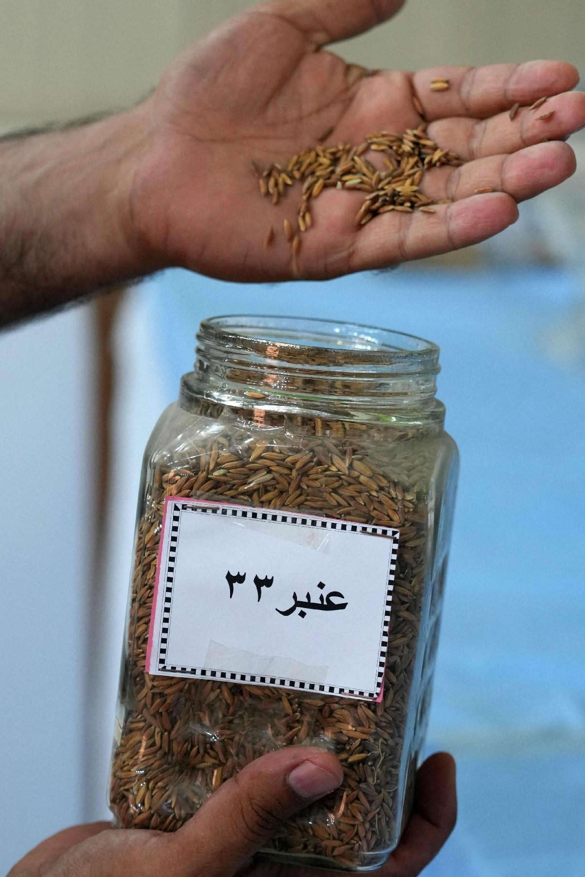 زراعة الأرز