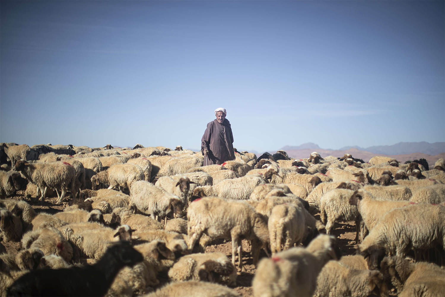 Years of drought have taken their toll on cattle and sheep